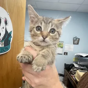 Timmy Ty