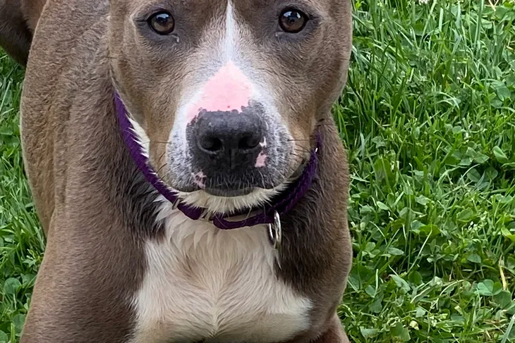 Genesee County Animal Control