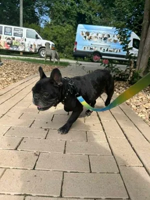 ZIGGY