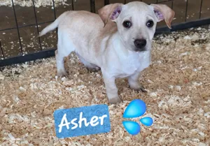 Asher