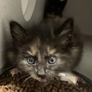Boopsie