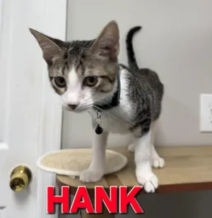 Hank