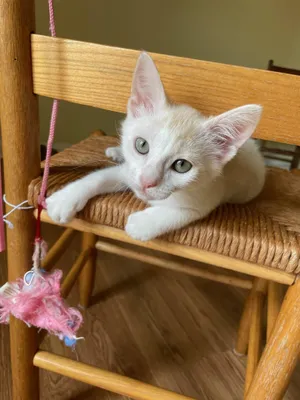 Leo
