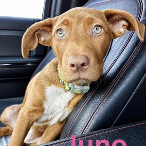 Juno