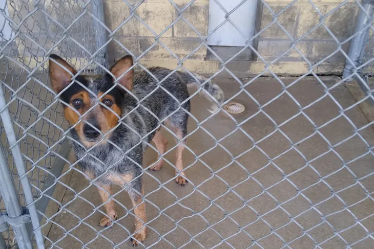 Baker County Animal Control