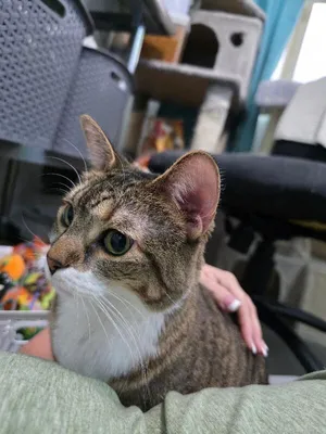 Savannah