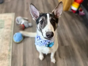 Hazel the Heart Melter