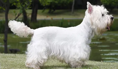 West Highland White Terrier