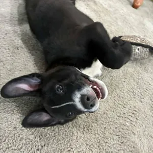 Baloo (C000-248) - Chino Hills Location *Available 7/3*