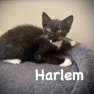 Harlem