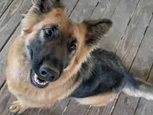 STELLA