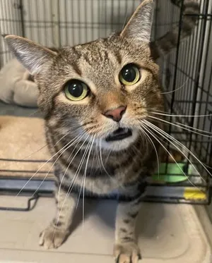 Rascal