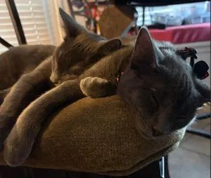Stormy the Gray J.