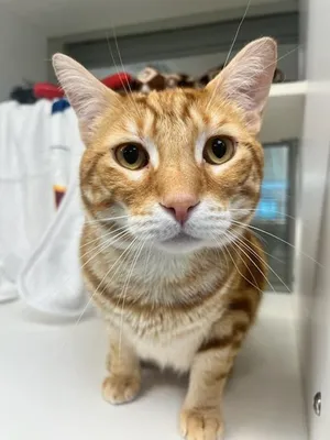 Dozer (ID 51108)