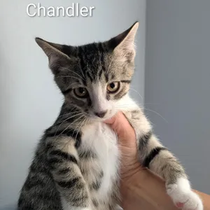 Chandler