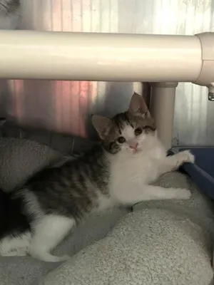 Gigi