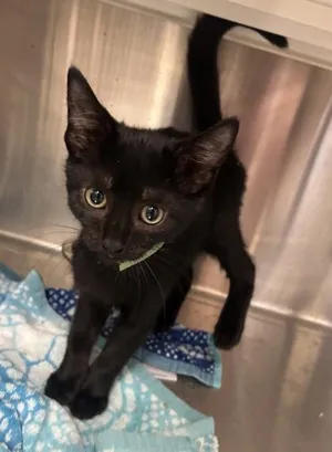 Elvira
