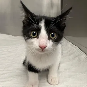 "Little Murphy"