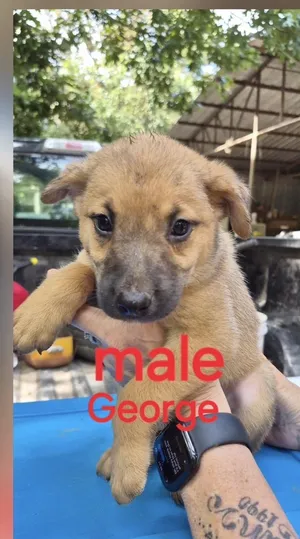 George