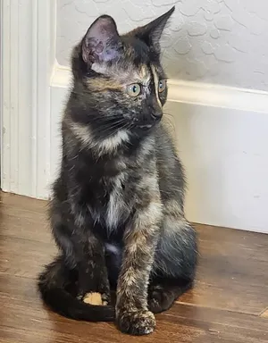 Tiramisu - Sweets Litter