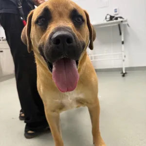 Ruger