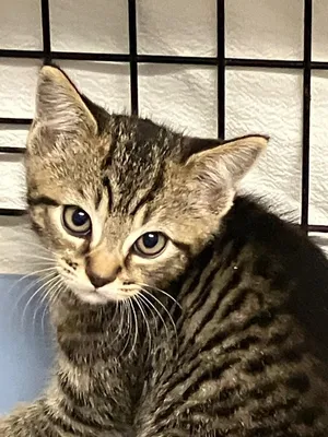 Honda (Kathy kitten 1)