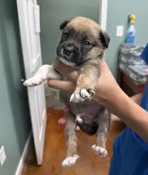 Moss- Ready end of July- apply now for this adorable cutie