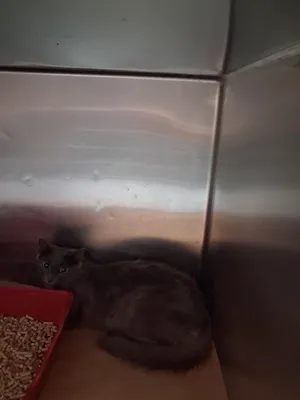 Duffy