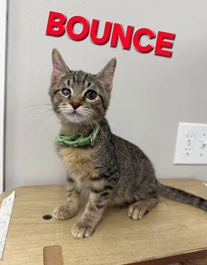 Bounce