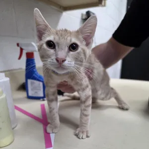 Catzilla