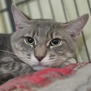 Simon