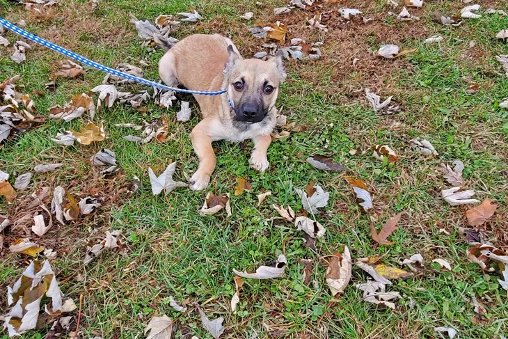 Richland County Animal Control
