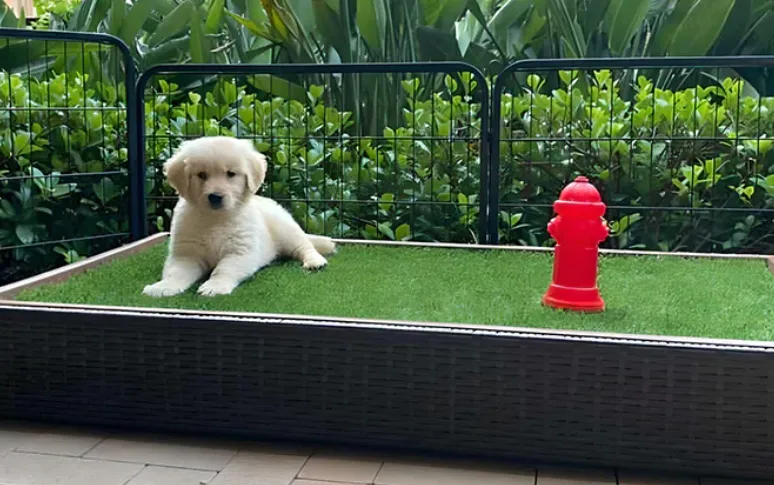 A Detailed Guide On How To Potty Train Your Dog To Go In One Spot