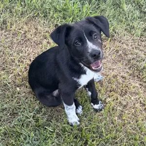 Cruz