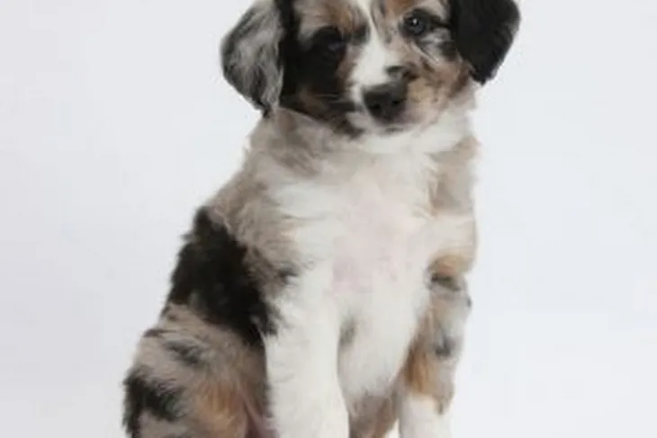 Hope For Pets