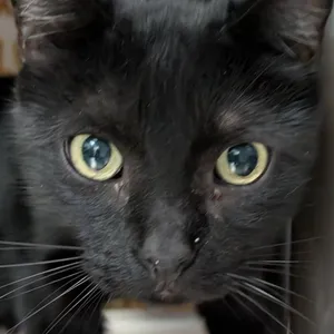 Pip