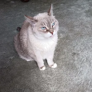 Maya