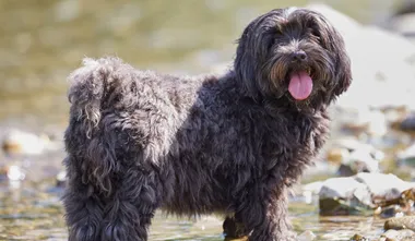 Havanese