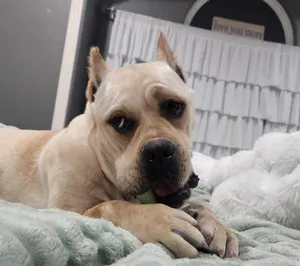 Piper Squishy Lovebug