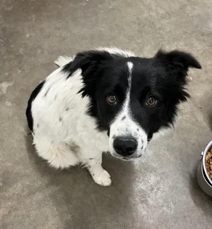 Josie
