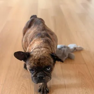 Bindi