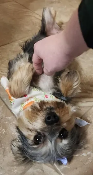 Bonnie