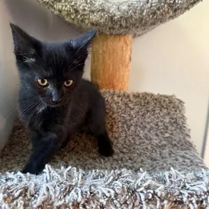 Bambino BB