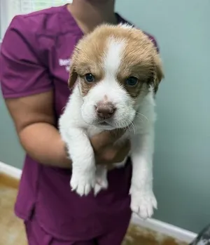 Bud- Ready end of July- apply now for this adorable cutie