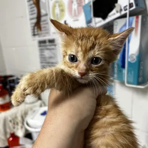 Bumblebean