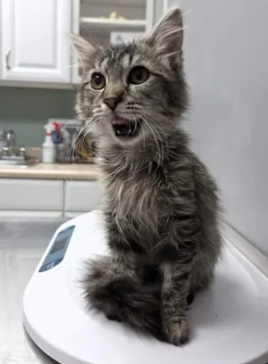 Nala