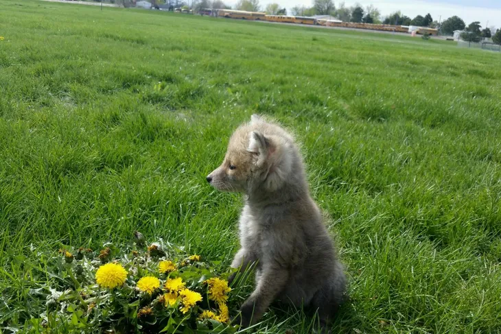 Idaho Humane Society