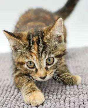 Panda is SO RARE and EXOTIC - CHOCOLATE tortie kitten wow