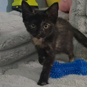 Smudge