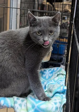 Omni (Spayed) (Photos July 17th 2026)